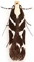 Filatima albilorella - Hodges#2129 - photo 4