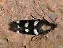 Filatima arizonella - Hodges#2131