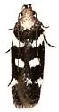 Filatima arizonella - Hodges#2131 - photo 2