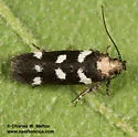 Filatima arizonella - Hodges#2131 - photo 4