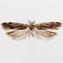 Filatima confusatella - Hodges#2139