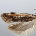 Filatima confusatella - Hodges#2139 - photo 2