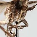Filatima confusatella - Hodges#2139 - photo 3
