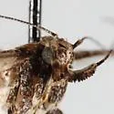 Filatima confusatella - Hodges#2139 - photo 4