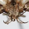 Filatima confusatella - Hodges#2139 - photo 5
