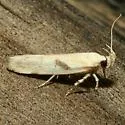 Filatima depuratella - Hodges#2142