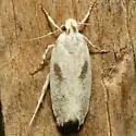 Filatima depuratella - Hodges#2142 - photo 2