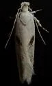 Filatima depuratella - Hodges#2142 - photo 4