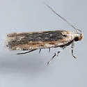 Filatima epulatrix - Hodges#2143 - photo 2