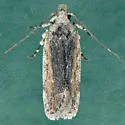Filatima epulatrix - Hodges#2143 - photo 3