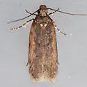 Filatima epulatrix - Hodges#2143 - photo 4