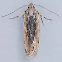 Filatima epulatrix - Hodges#2143 - photo 5