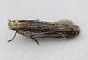 Filatima hemicrossa - Hodges#2149 - Filatima hemicrossa