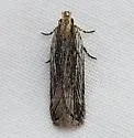 Filatima hemicrossa - Hodges#2149 - photo 2