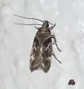 Filatima neotrophella