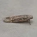Filatima nigripectus - Hodges#2155 - photo 2