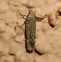 Filatima nigripectus - Hodges#2155 - photo 3