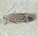 Filatima nigripectus - Hodges#2155 - photo 5