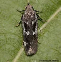 Filatima obidenna - Hodges#2158 - Filatima obidenna