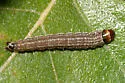 Dusky-backed Filatima - Hodges#2169