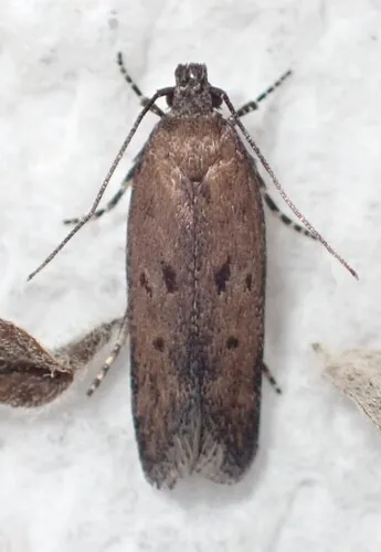 Filatima revisensis - Hodges#2169.1 - Filatima revisensis