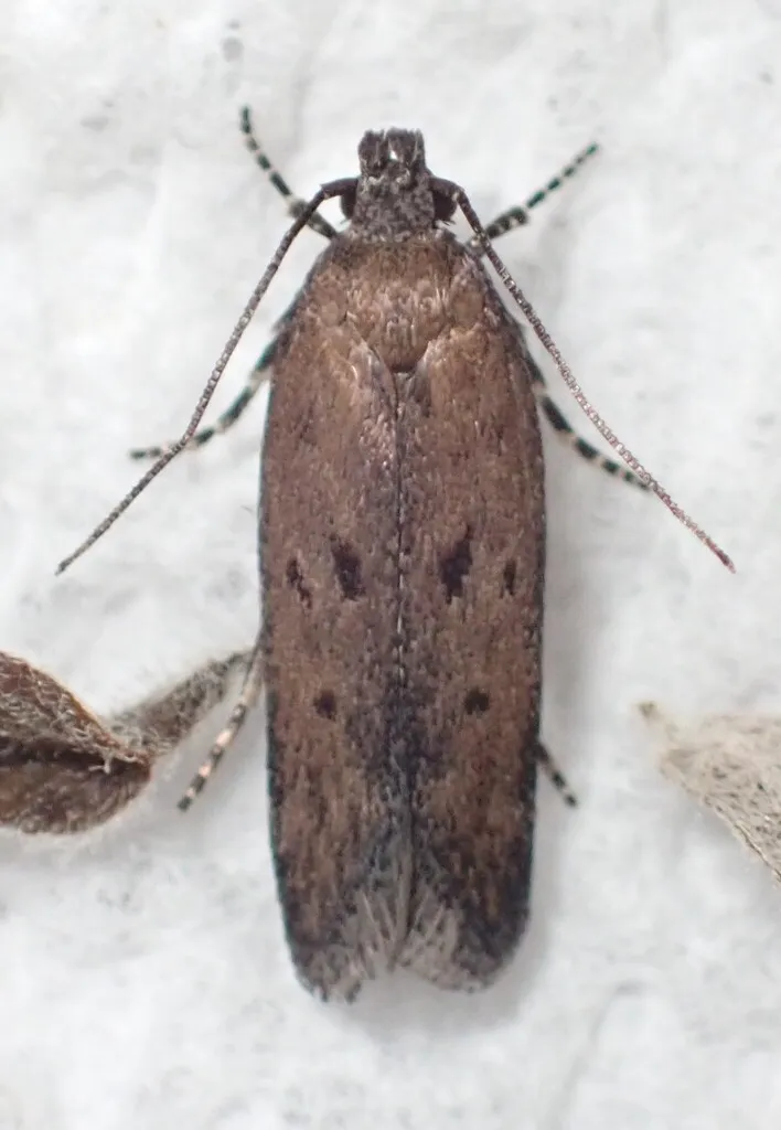 Filatima revisensis - Hodges#2169.1 - photo 2