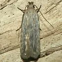 Filatima striatella - Hodges#2176 - Filatima striatella