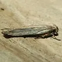 Filatima striatella - Hodges#2176 - photo 2