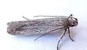 Filatima striatella - Hodges#2176 - photo 3