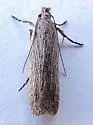 Filatima striatella - Hodges#2176 - photo 4