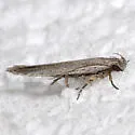 Filatima striatella - Hodges#2176 - photo 5