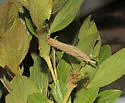 Filatima undescribed-species-on-ceanothus-herbaceus-one