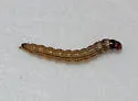 Filatima undescribed-species-on-ceanothus-herbaceus-one - photo 2