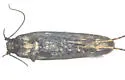 Filatima undescribed-species-on-ceanothus-herbaceus-one - photo 3