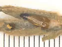 Filatima undescribed-species-on-ceanothus-herbaceus-one - photo 5