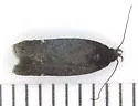 Filatima undescribed-species-on-ceanothus-herbaceus-two - photo 3