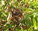 Filatima undescribed-species-on-ceanothus-herbaceus-two - photo 5