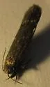 Filatima undescribed-species-on-dalea - photo 2