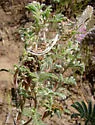 Filatima undescribed-species-on-dalea - photo 4