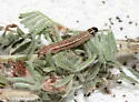 Filatima undescribed-species-on-dalea - photo 5