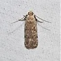 Filatima undescribed-species-sl-one