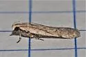 Filatima undescribed-species-sl-one - photo 2