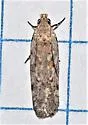 Filatima undescribed-species-sl-one - photo 3