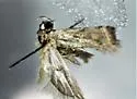 Filatima undescribed-species-sl-one - photo 4