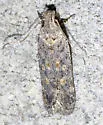 Filatima undescribed-species-sl-one - photo 5