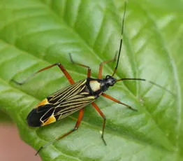 Fine Streaked Bugkin - Miris striatus