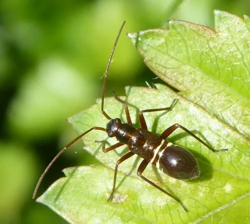 Fine Streaked Bugkin - photo 2