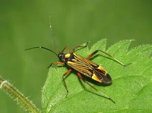 Fine Streaked Bugkin - photo 3