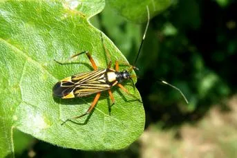 Fine Streaked Bugkin - photo 4