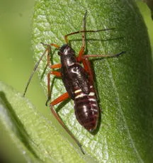 Fine Streaked Bugkin - photo 5